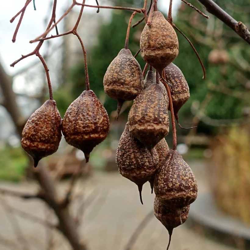 Sinojackia xylocarpa (Raccolta)