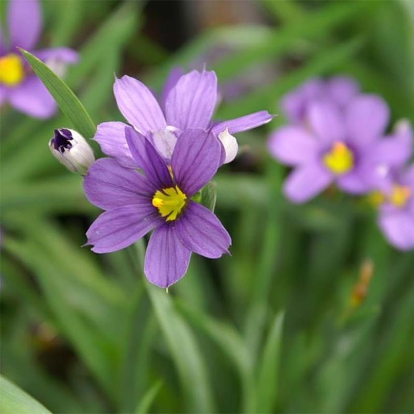 Sisyrinchium angustifolium Lucerne (Fioritura)