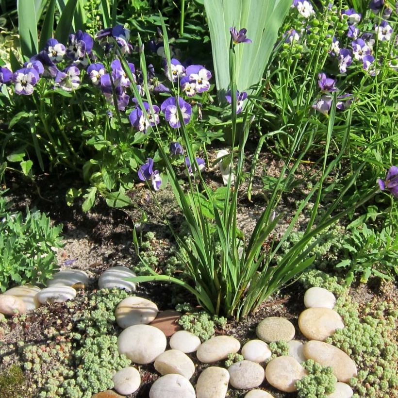 Sisyrinchium angustifolium Lucerne (Porto)