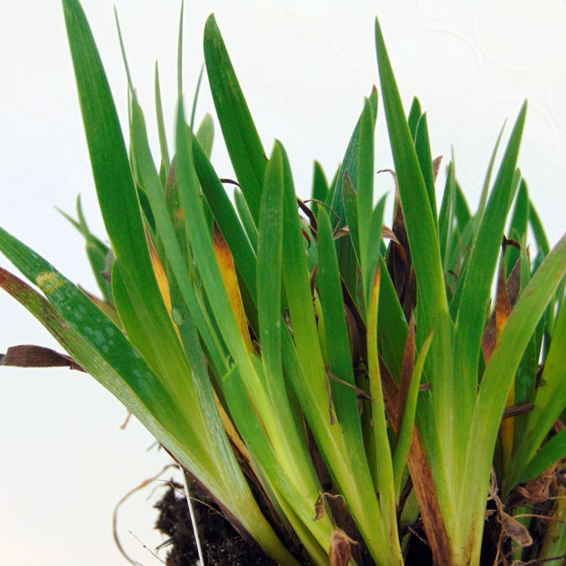 Sisyrinchium angustifolium Devon Skies (Fogliame)