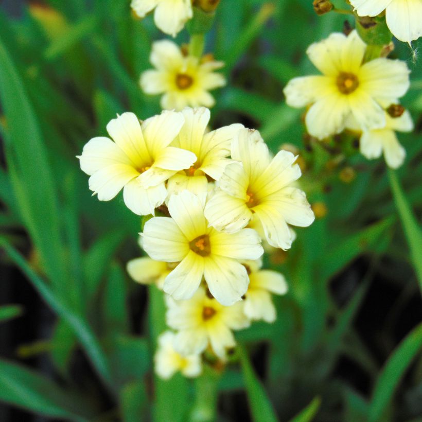 Sisyrinchium striatum (Fioritura)