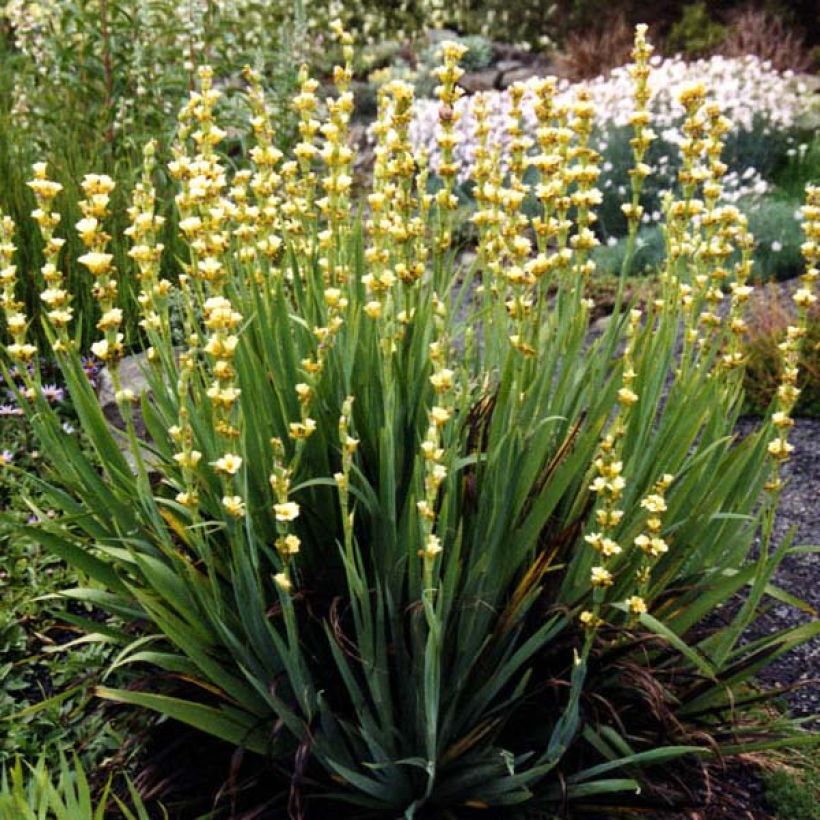 Sisyrinchium striatum (Porto)