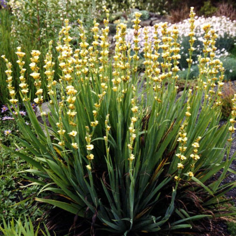 Sisyrinchium striatum Aunt May (Porto)