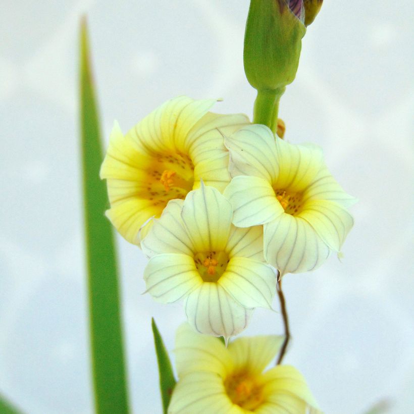 Sisyrinchium striatum (Fogliame)