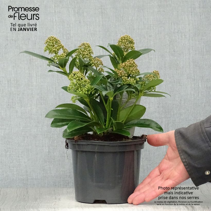 Skimmia japonica Fragrant Cloud Pot de 2L esemplare consegnato in inverno