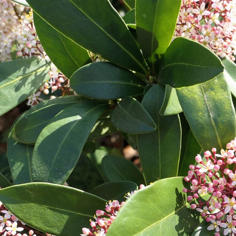 Skimmia japonica Godrie's Dwarf (Fogliame)