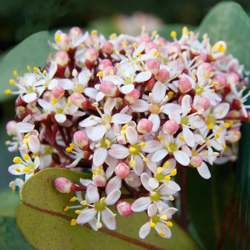 Skimmia japonica Godrie's Dwarf (Fioritura)