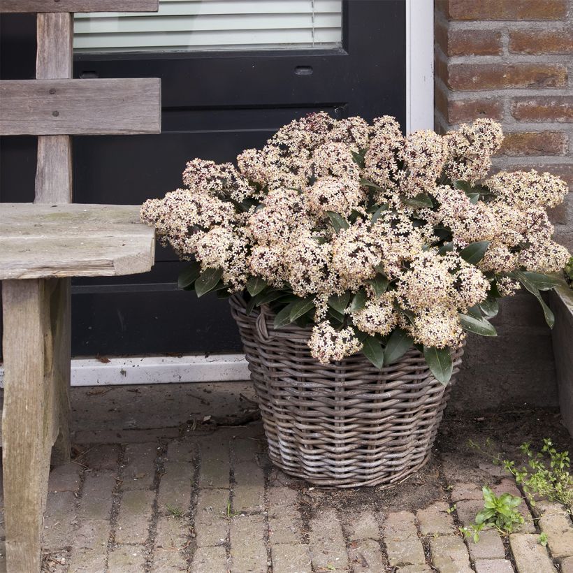 Skimmia japonica Godrie's Dwarf (Porto)