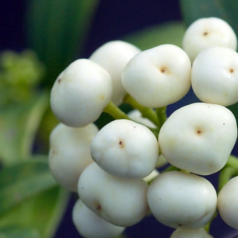 Skimmia japonica Kew White (Raccolta)