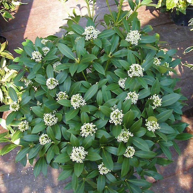 Skimmia japonica Kew White (Porto)