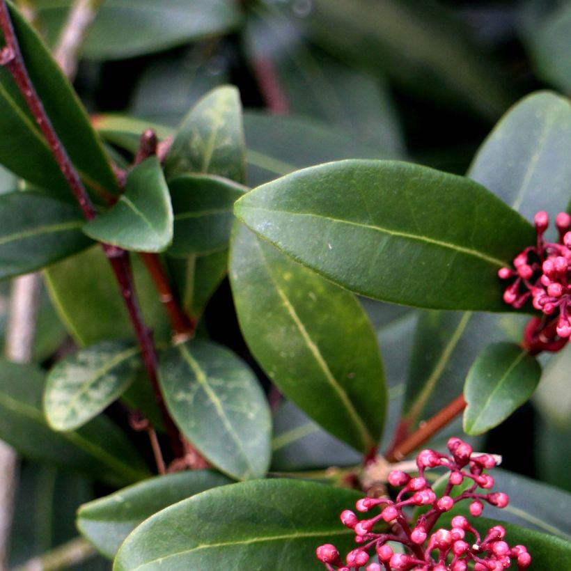 Skimmia japonica Rubella (Fogliame)