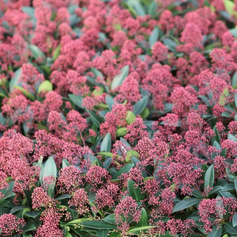 Skimmia japonica Rubella (Fioritura)