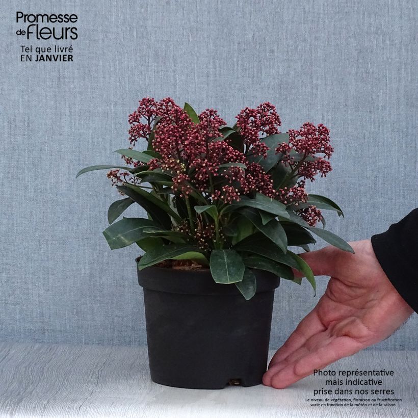 Skimmia japonica Rubella Pot de 13 cm esemplare consegnato in inverno