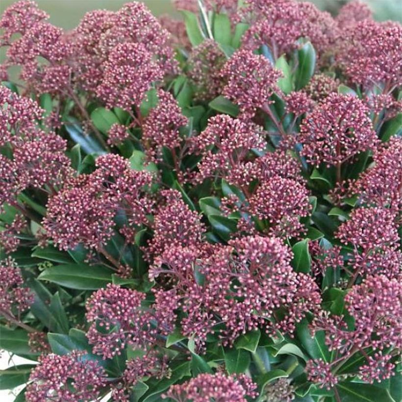 Skimmia japonica Rubesta (Fioritura)