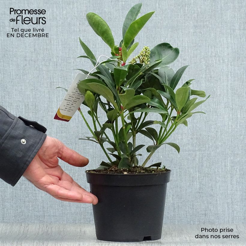 Skimmia japonica Veitchii Pot de 2L/3L esemplare consegnato in inverno