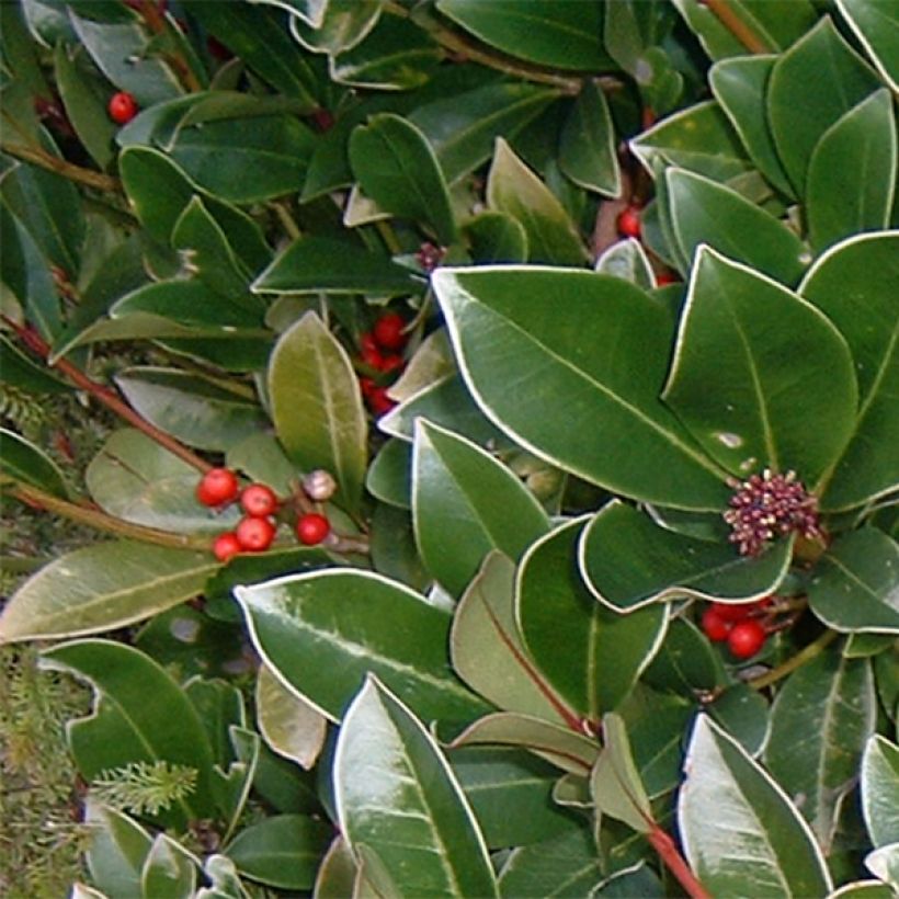 Skimmia reevesiana (Fogliame)