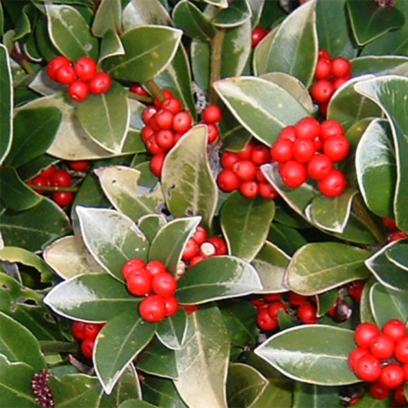 Skimmia reevesiana (Fioritura)