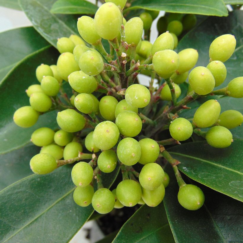 Skimmia reevesiana (Raccolta)