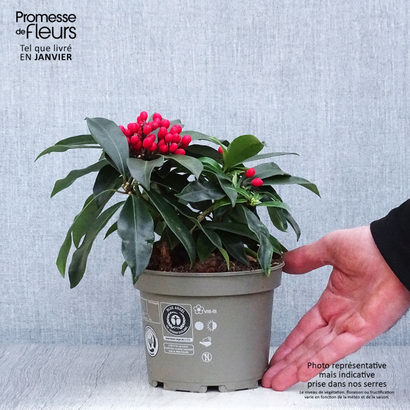 Skimmia reevesiana Pot de 1L/1,5L esemplare consegnato in inverno