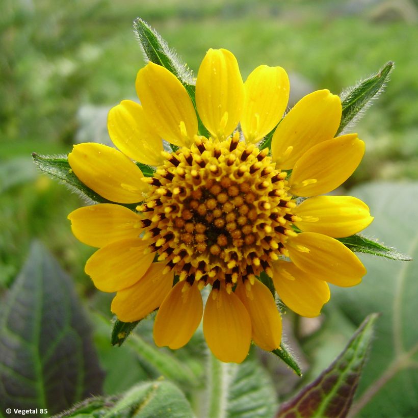 Yacón Red (Fioritura)