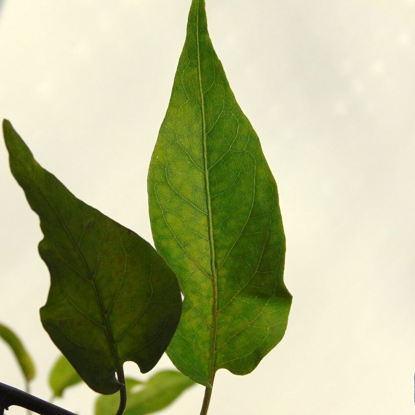 Solanum jasminoides Album (Fogliame)