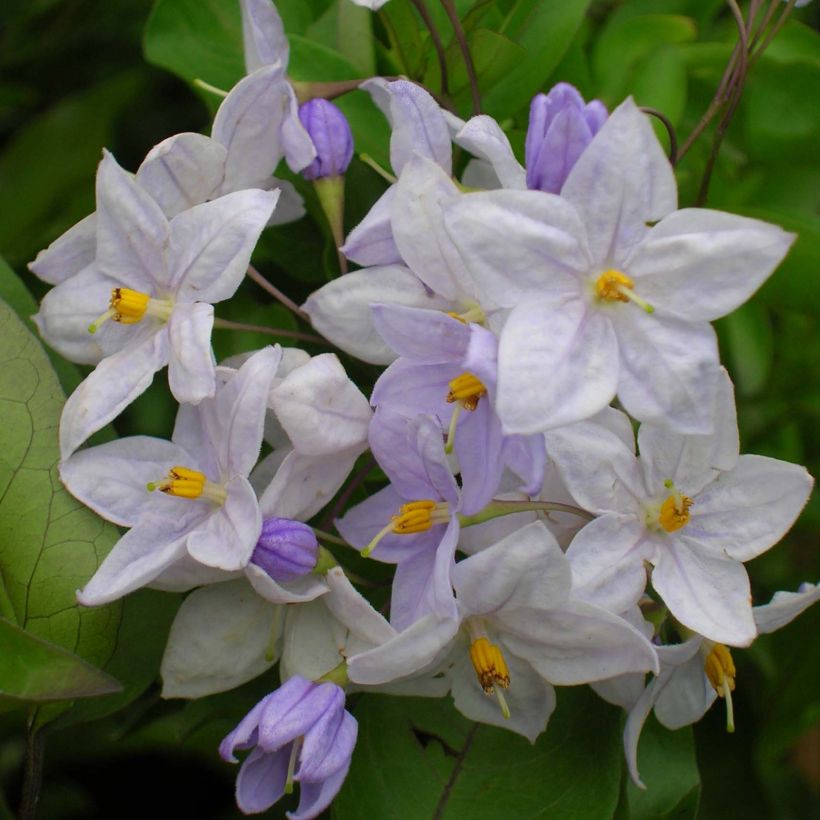 Solanum jasminoides Blue (Fioritura)