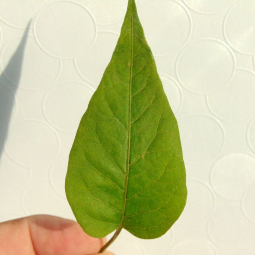 Solanum jasminoides Blue (Fogliame)