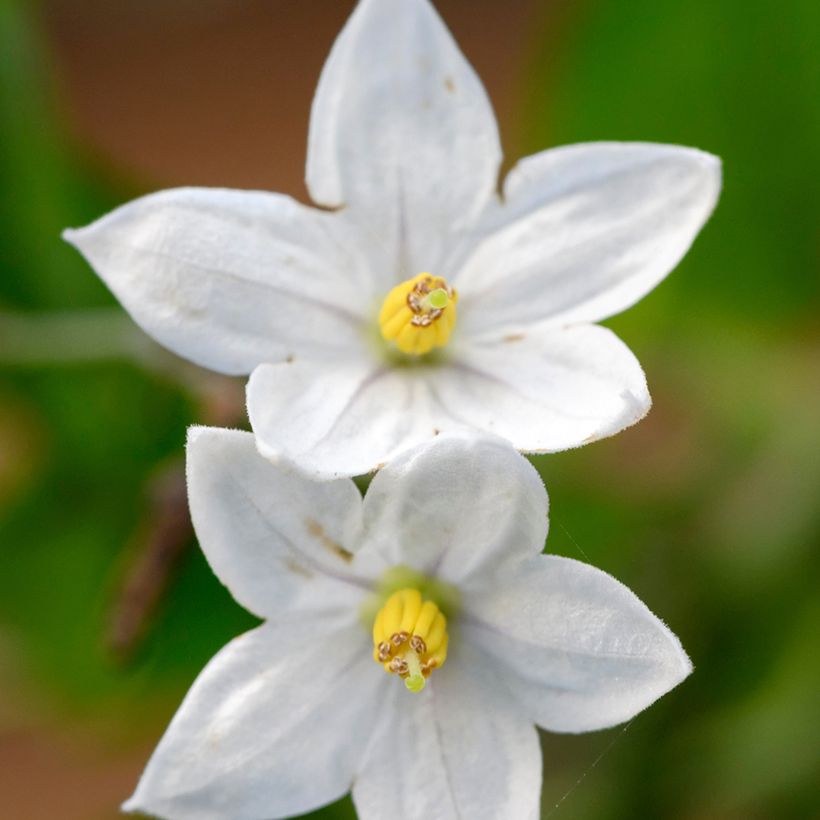 Solanum jasminoides - Gelsomino di notte (Fioritura)