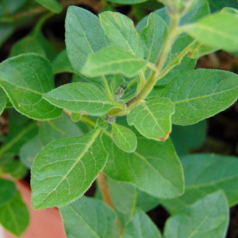 Solanum rantonnetii (Fogliame)