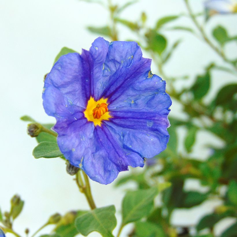 Solanum rantonnetii (Fioritura)