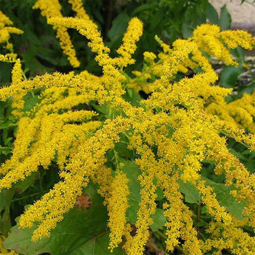 Solidago canadensis Gold King - Verga d'oro del Canadà (Fioritura)