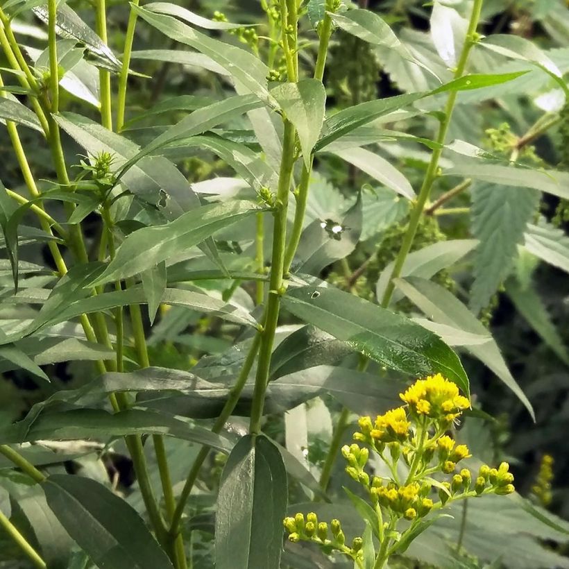 Solidago canadensis - Verga d'oro del Canadà (Fogliame)