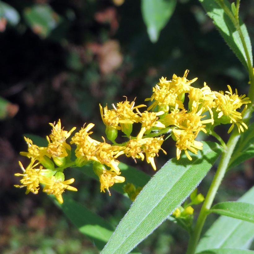 Solidago canadensis - Verga d'oro del Canadà (Fioritura)