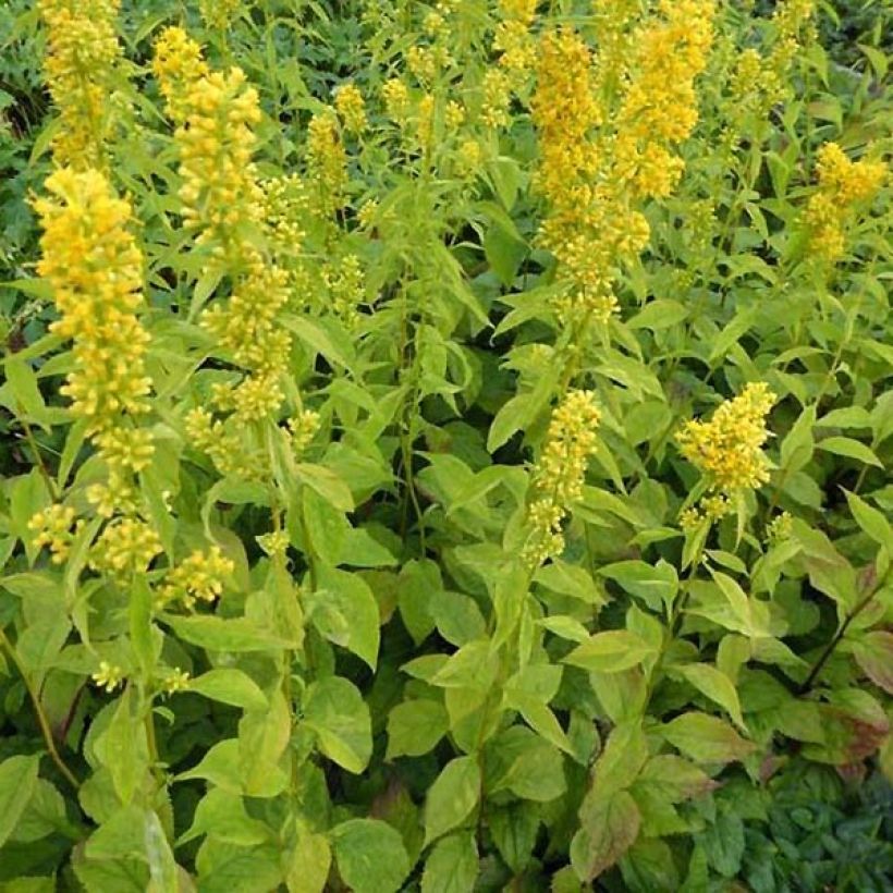 Solidago flexicaulis Variegata - Verga d'oro (Porto)