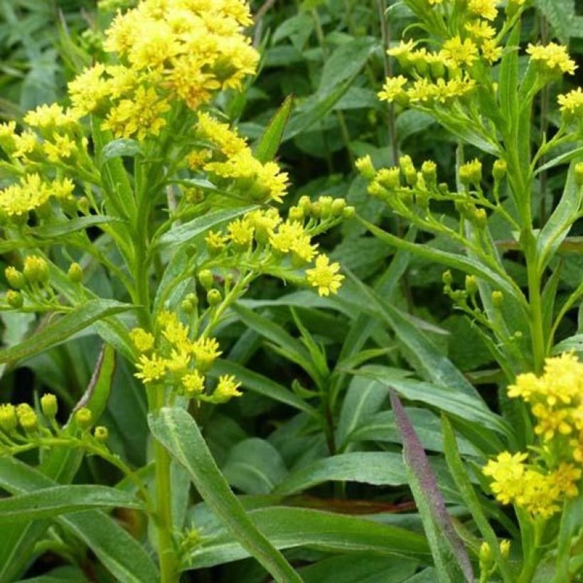 Solidago sempervirens Goldene Wellen - Verga d'oro (Fogliame)