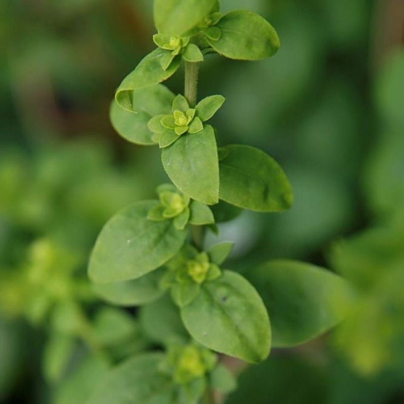 Solidago sphacelata Golden Fleece - Verga d'oror nano (Fogliame)