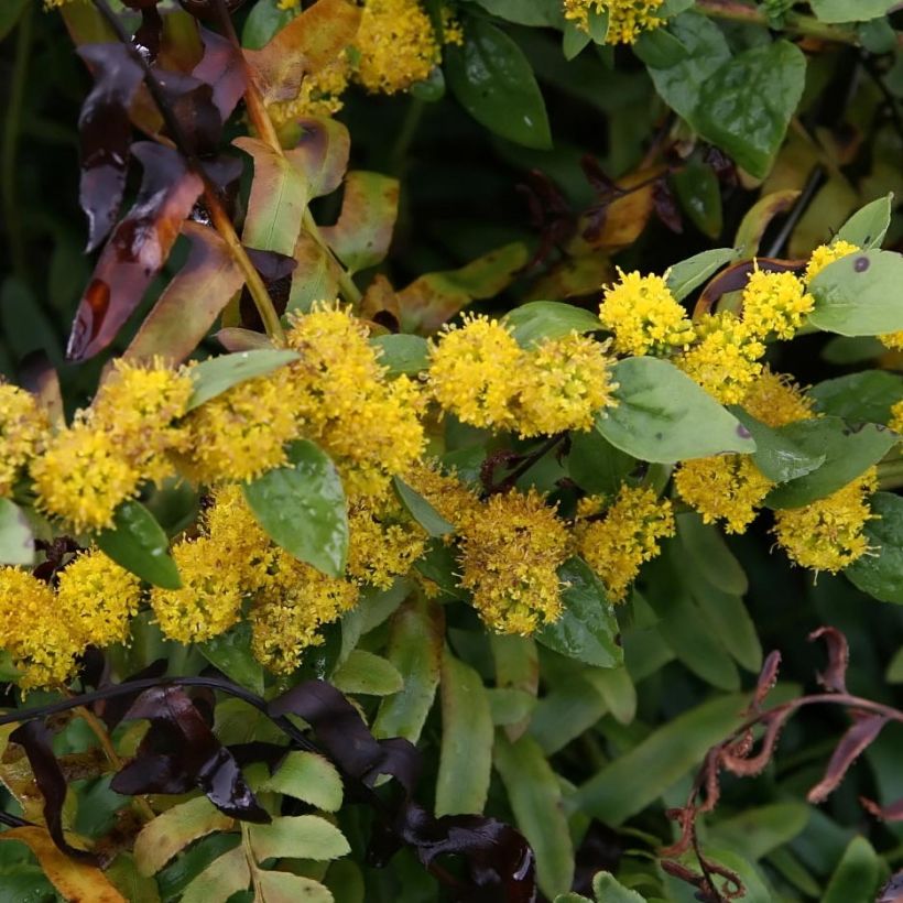 Solidago sphacelata Golden Fleece - Verga d'oror nano (Fioritura)