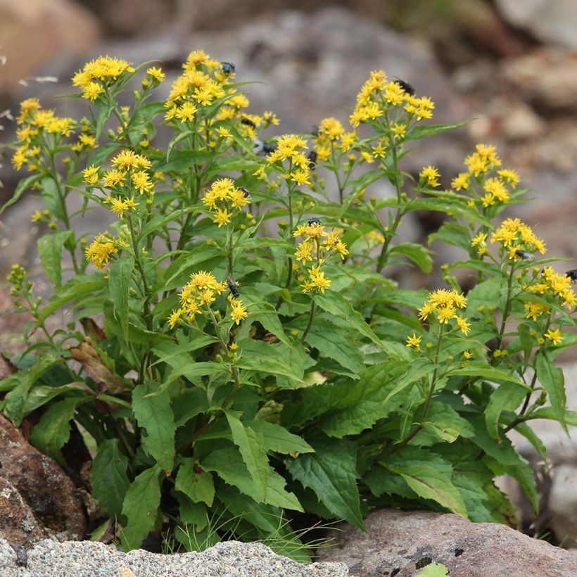 Solidago virgaurea - Verga d'oro comune (Porto)