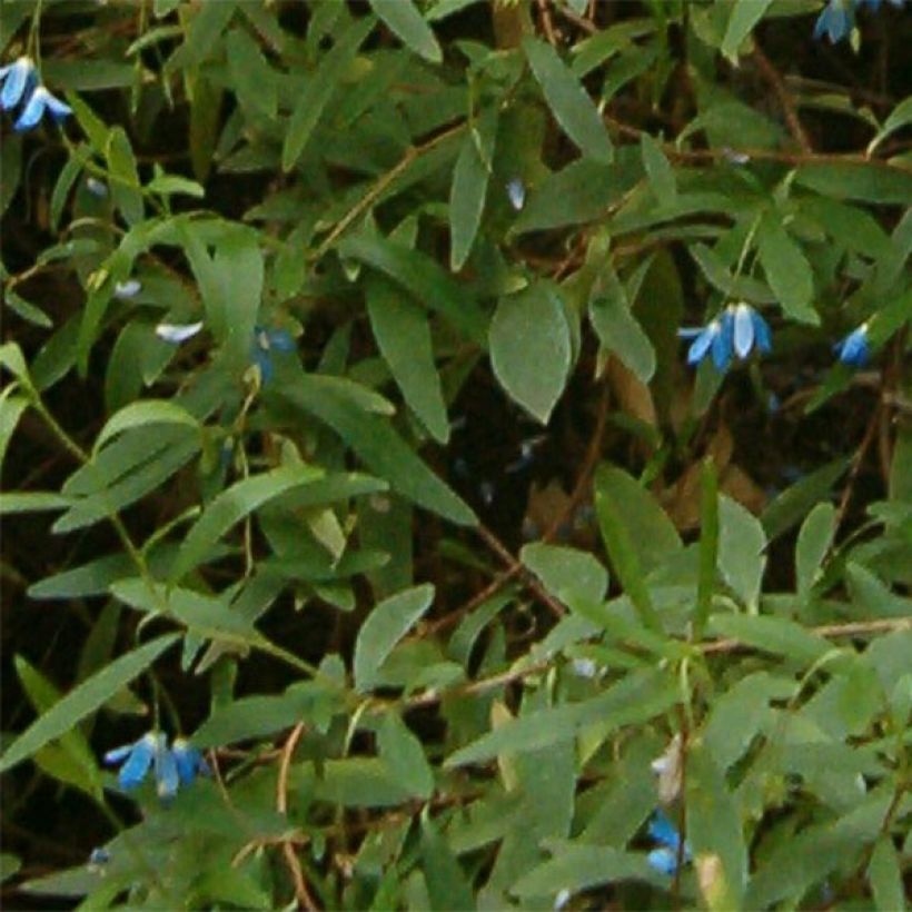 Sollya heterophylla - Australian Bluebell (Fogliame)