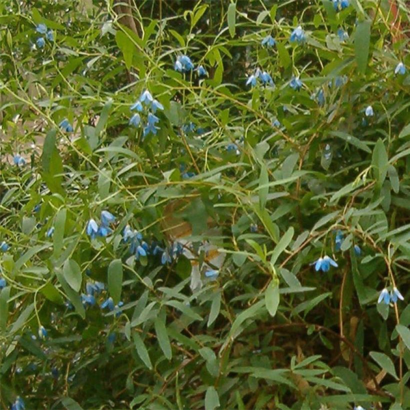 Sollya heterophylla - Australian Bluebell (Fioritura)