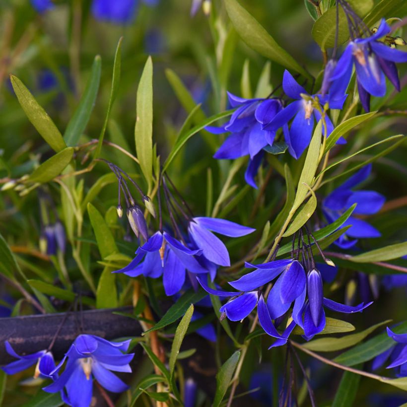 Sollya heterophylla Ultra Blue (Fioritura)