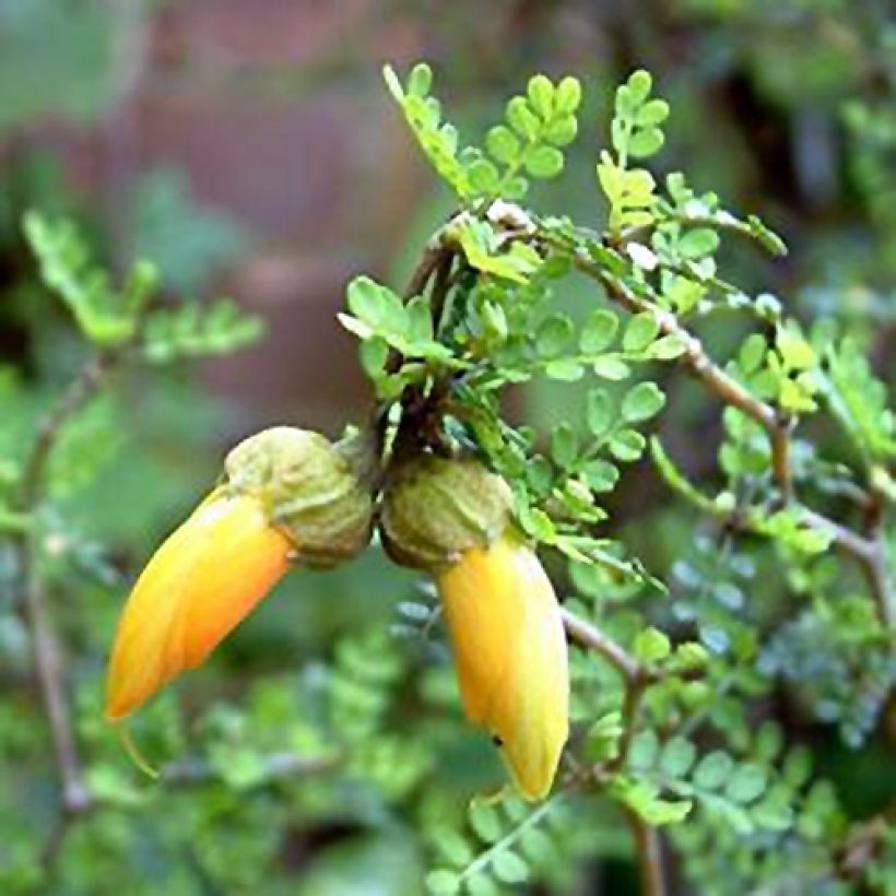 Sophora prostrata Little Baby - Sofora nano (Fioritura)