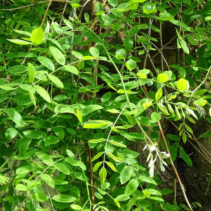 Sophora japonica - Sofora del Giappone (Fogliame)