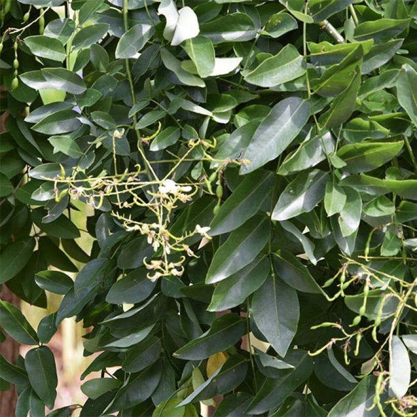 Sophora japonica Pendula (Fogliame)