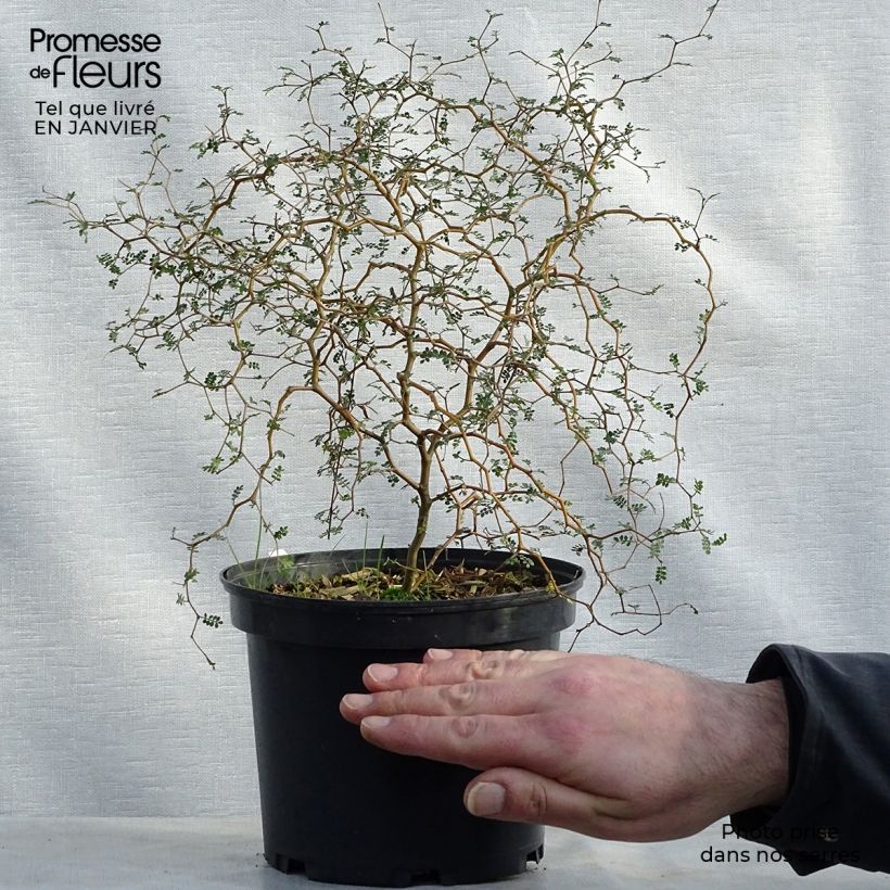 Sophora nain Little Baby en pot de 3/4L esemplare consegnato in inverno