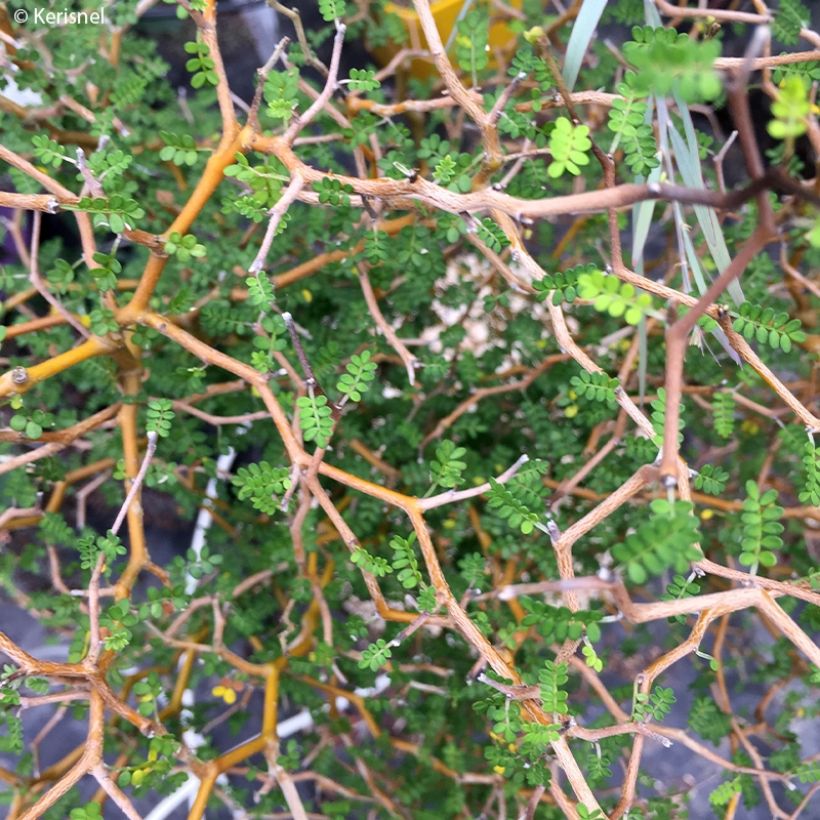 Sophora prostrata Little Baby - Sofora nano (Fogliame)