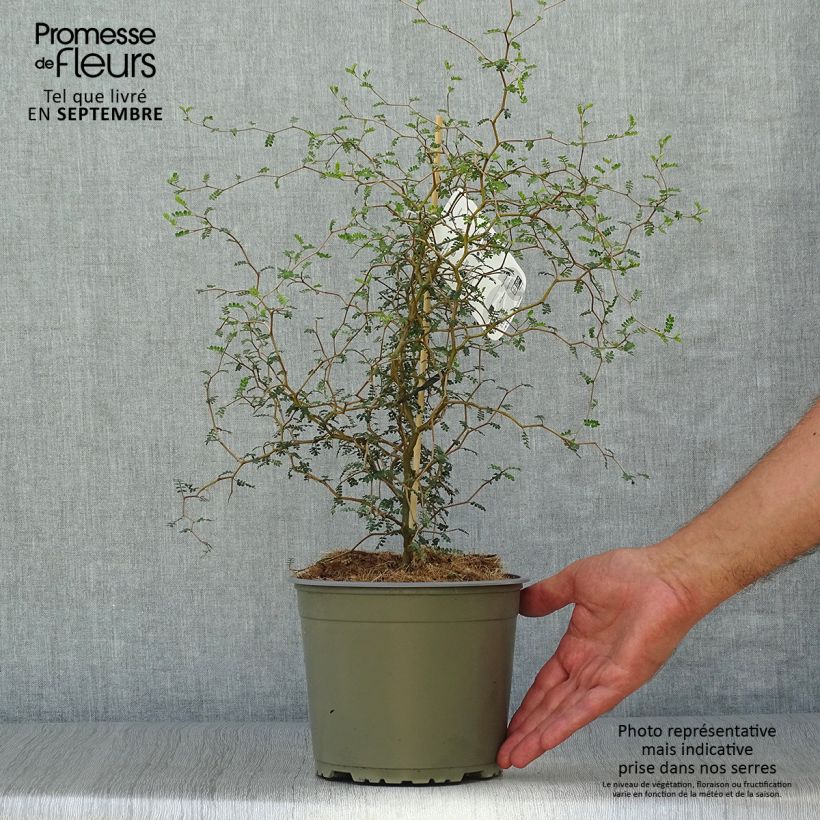 Esemplare di Sophora nain Little Baby en pot de 1,5//2L come consegnato in autunno