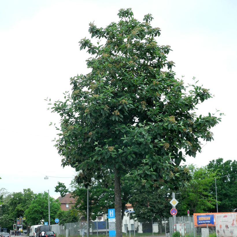 Sorbus intermedia Brouwers (Porto)