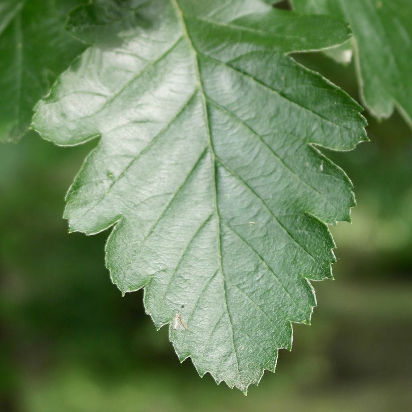 Sorbus intermedia Brouwers (Fogliame)