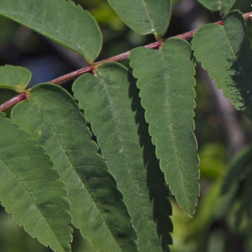 Sorbus aucuparia Sheerwater Seedling (Fogliame)